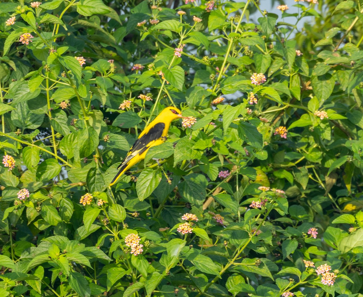 Indian Golden Oriole - ML643234416