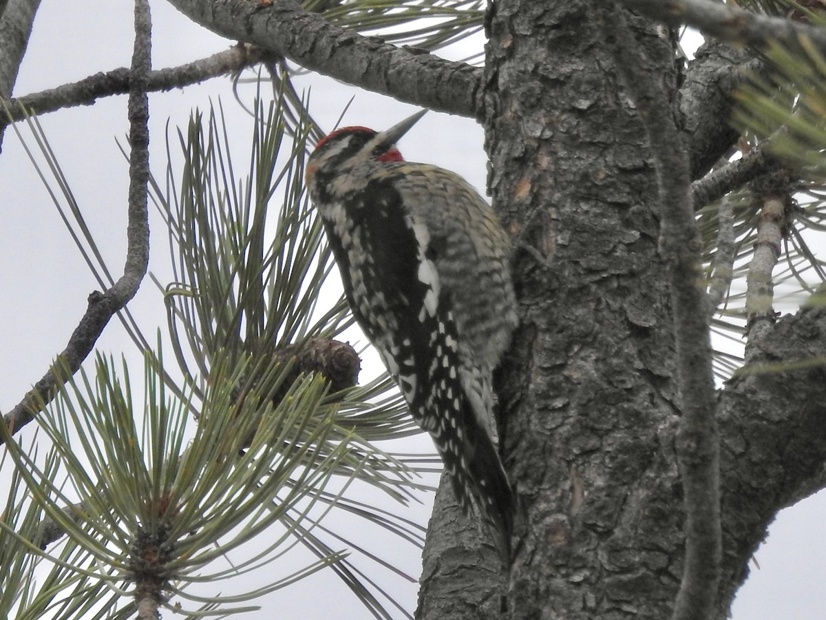 Red-naped Sapsucker - ML643234419