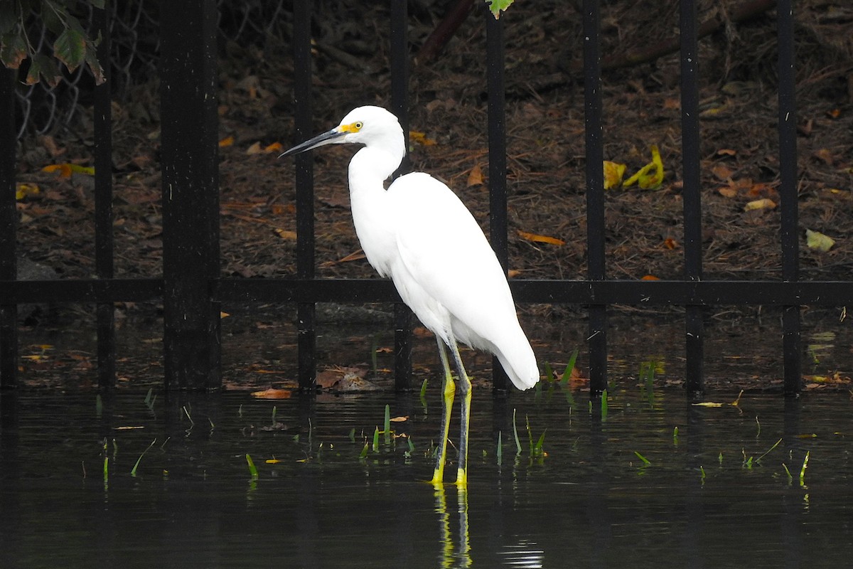 Snowy Egret - ML643234429