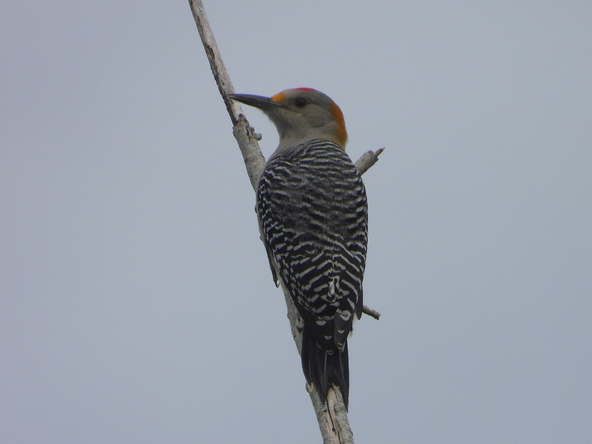 Golden-fronted Woodpecker - ML643234430