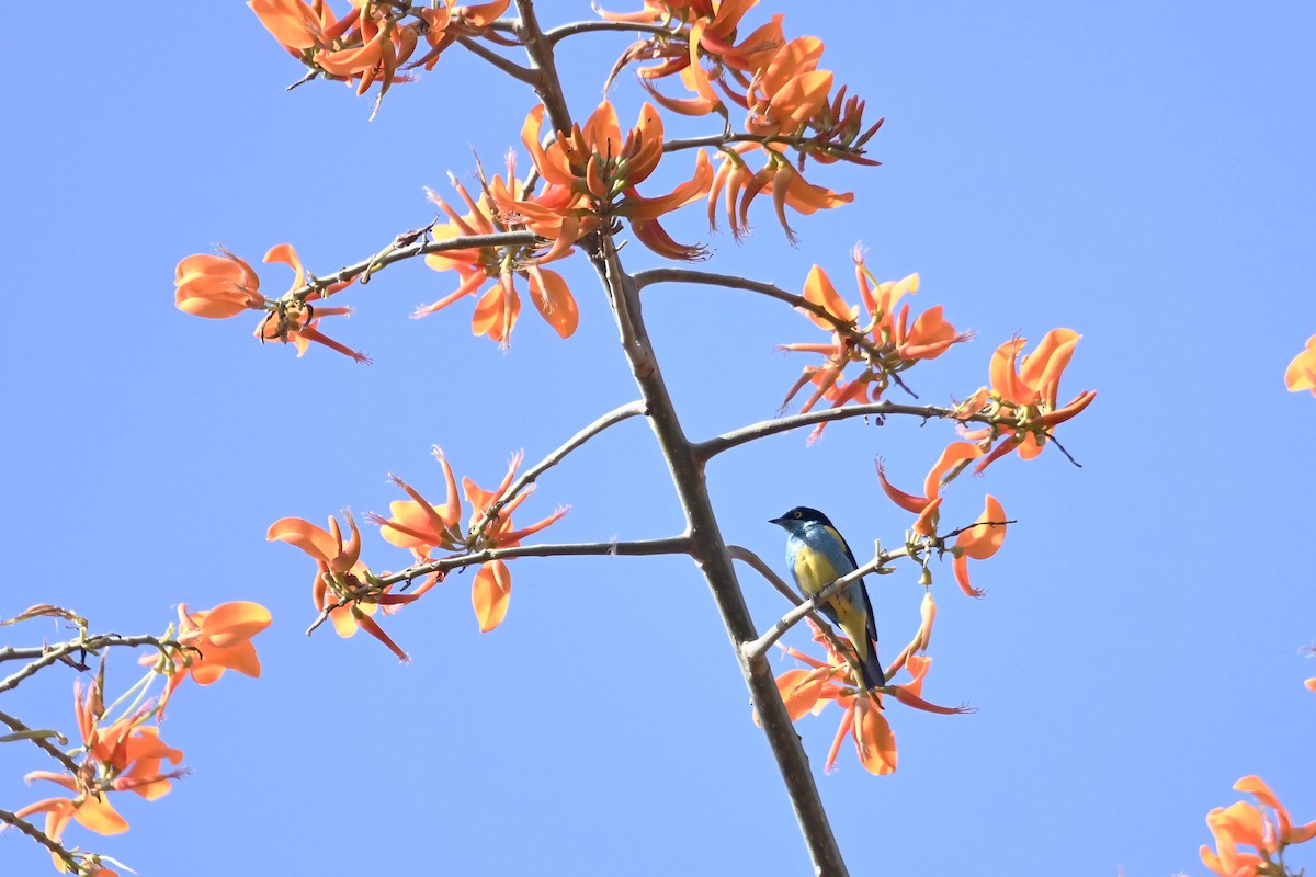 Black-faced Dacnis - ML643234434
