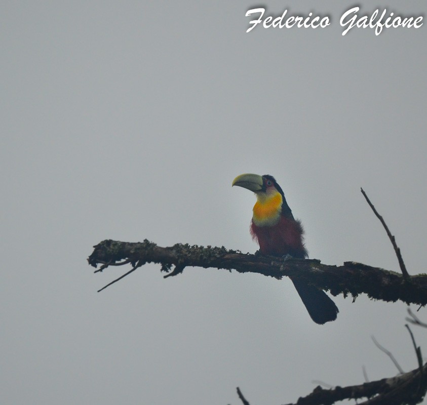 Red-breasted Toucan - ML643234438