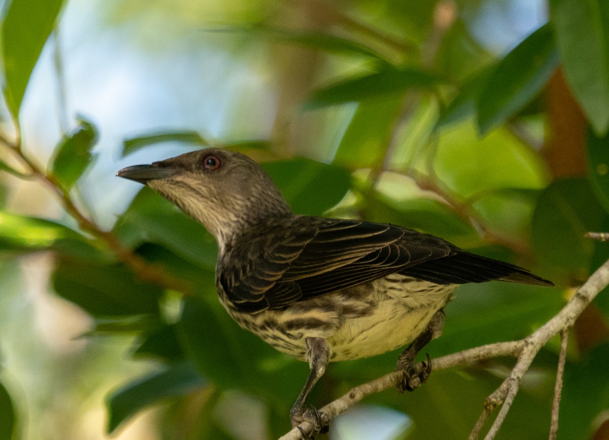 Asian Glossy Starling - ML643234443