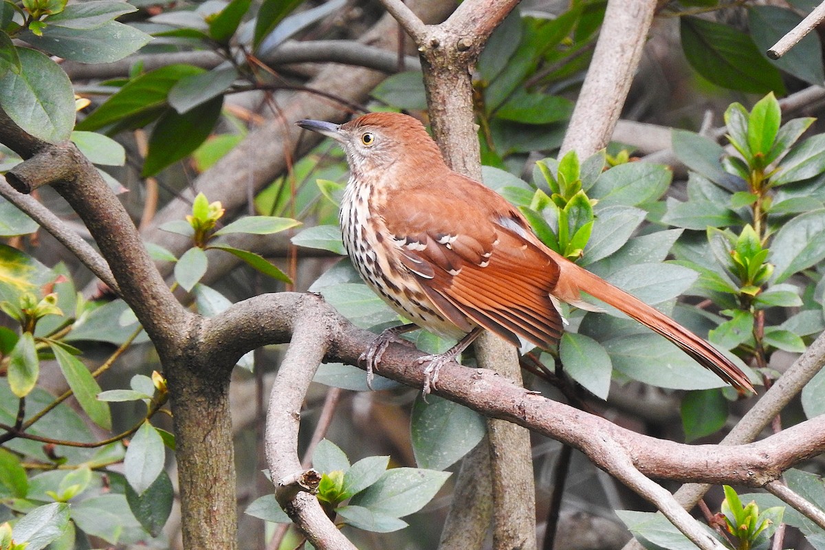 Brown Thrasher - ML643234445