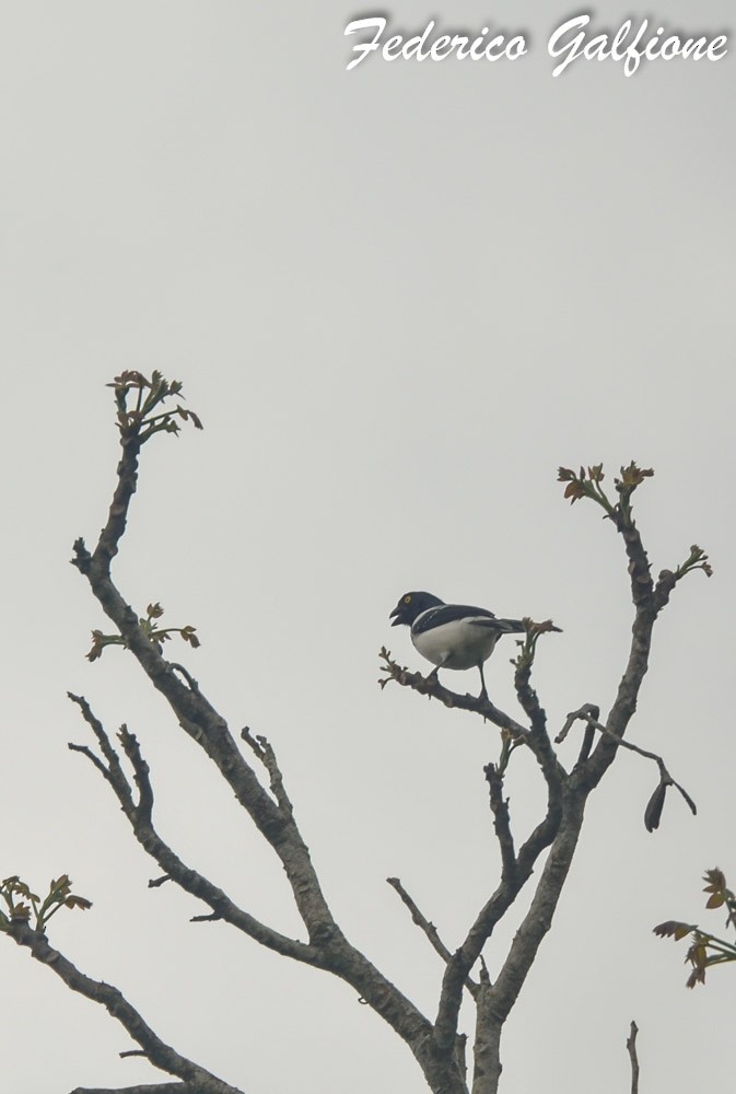 Magpie Tanager - ML643234447