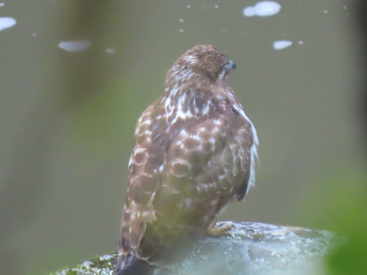 Madagascar Buzzard - ML643234459