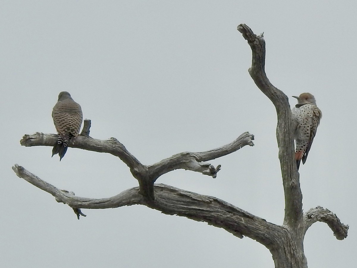 Northern Flicker - ML643234467