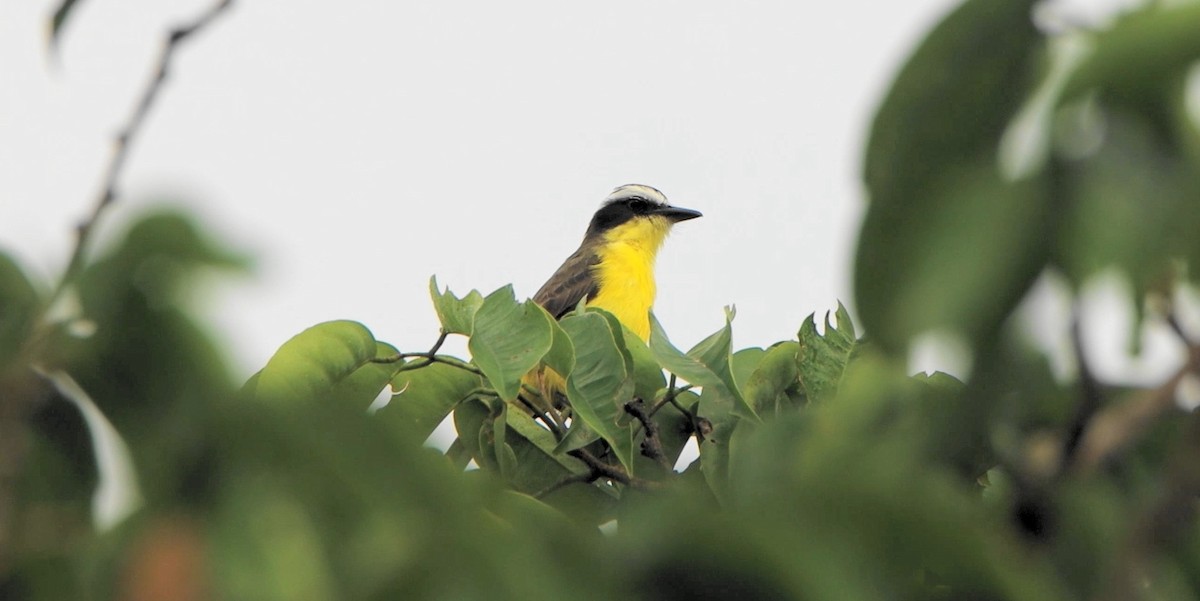 Yellow-throated Flycatcher - ML643234468