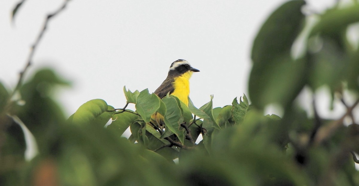 Yellow-throated Flycatcher - ML643234469