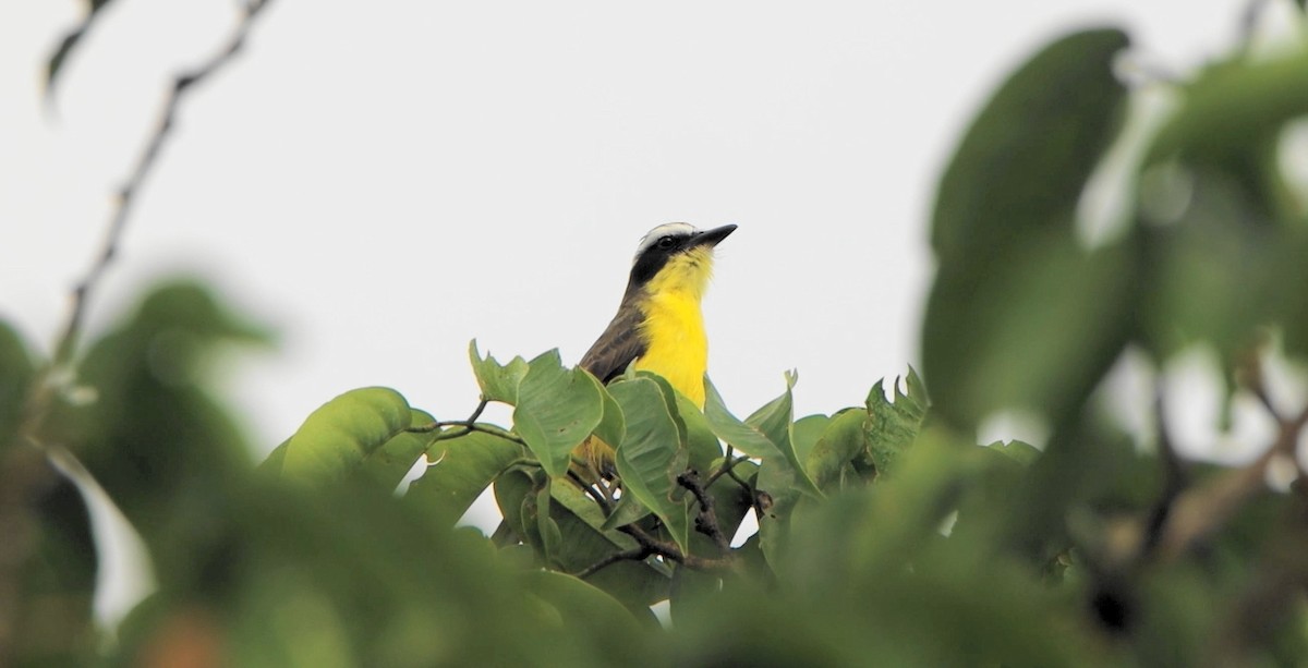 Yellow-throated Flycatcher - ML643234470