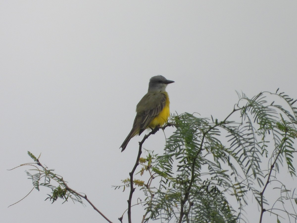 Couch's Kingbird - ML643234471