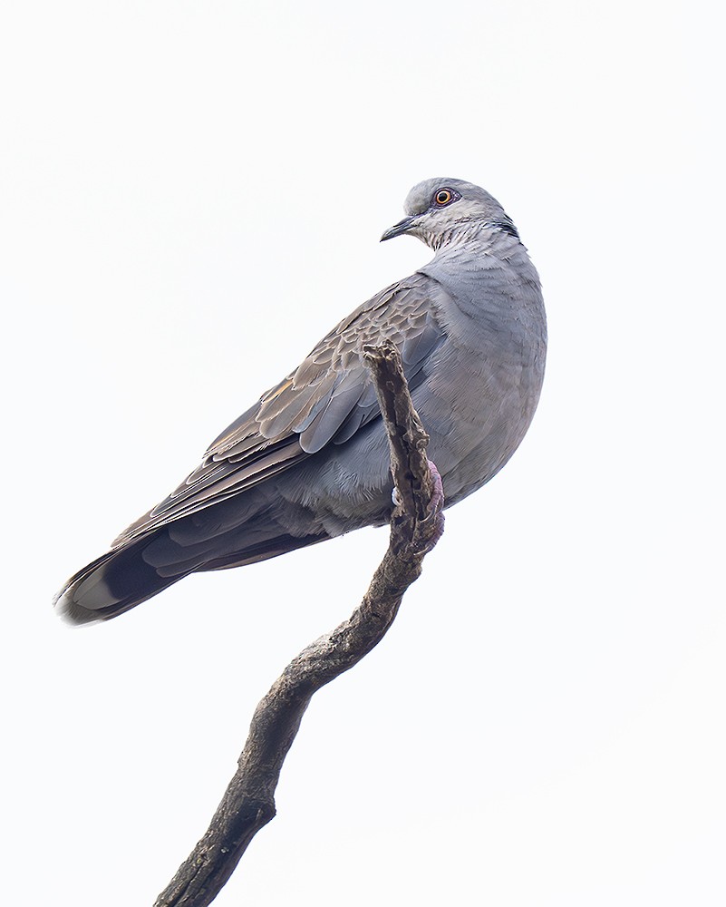 Dusky Turtle-Dove - ML643234476