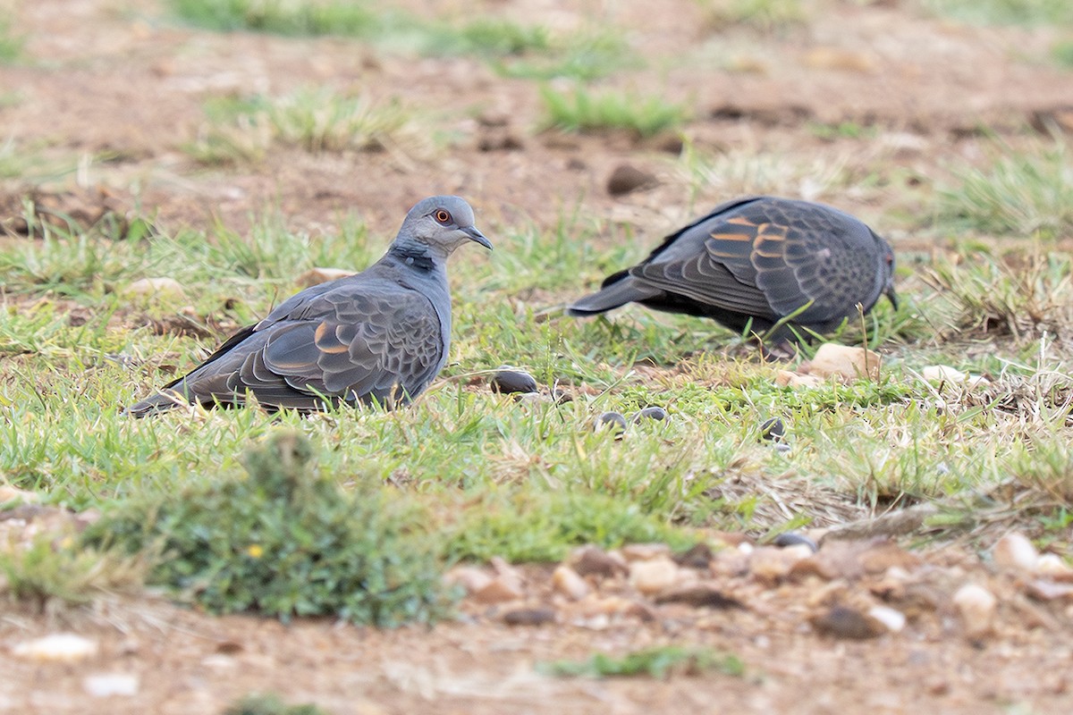 Dusky Turtle-Dove - ML643234477