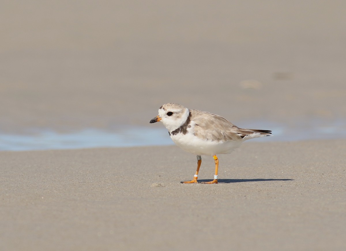 Piping Plover - ML64323451