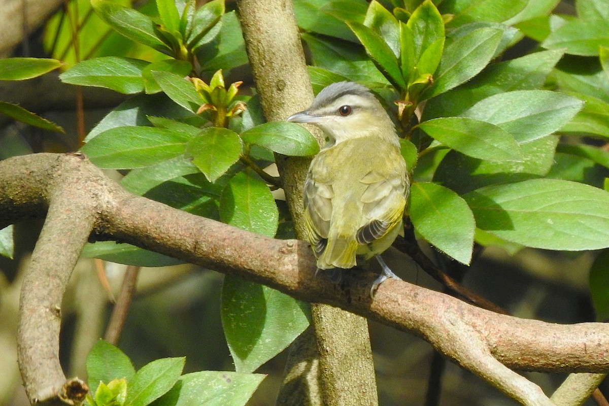 Red-eyed Vireo - ML643234519