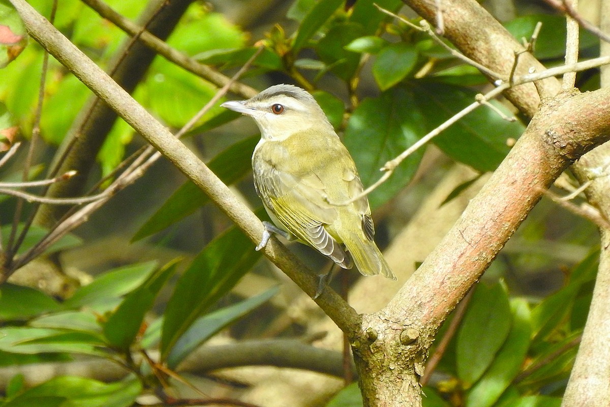 Red-eyed Vireo - ML643234520