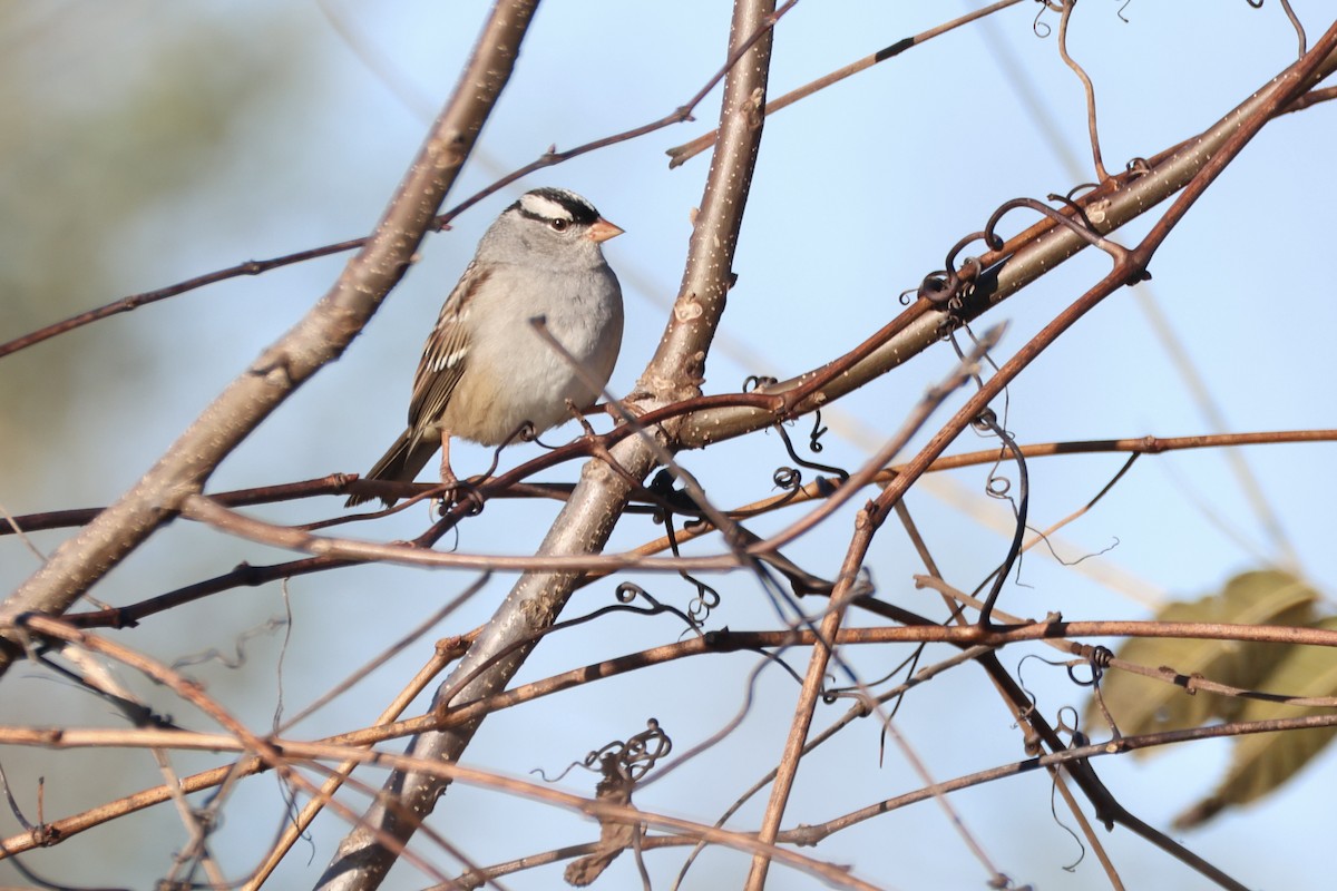 White-crowned Sparrow - ML643234568
