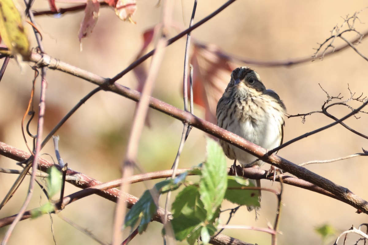 Lincoln's Sparrow - ML643234570