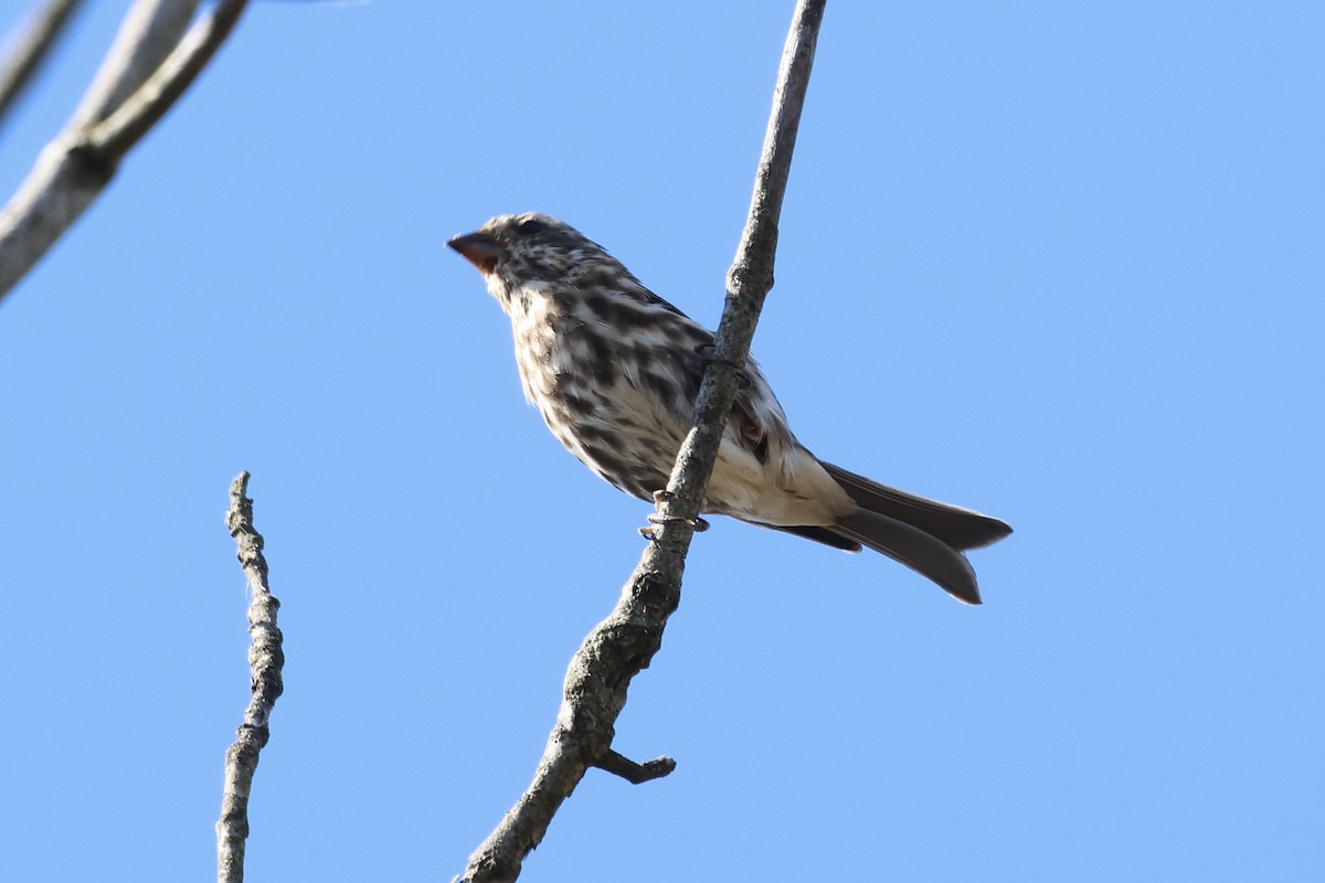 Purple Finch - ML643234589