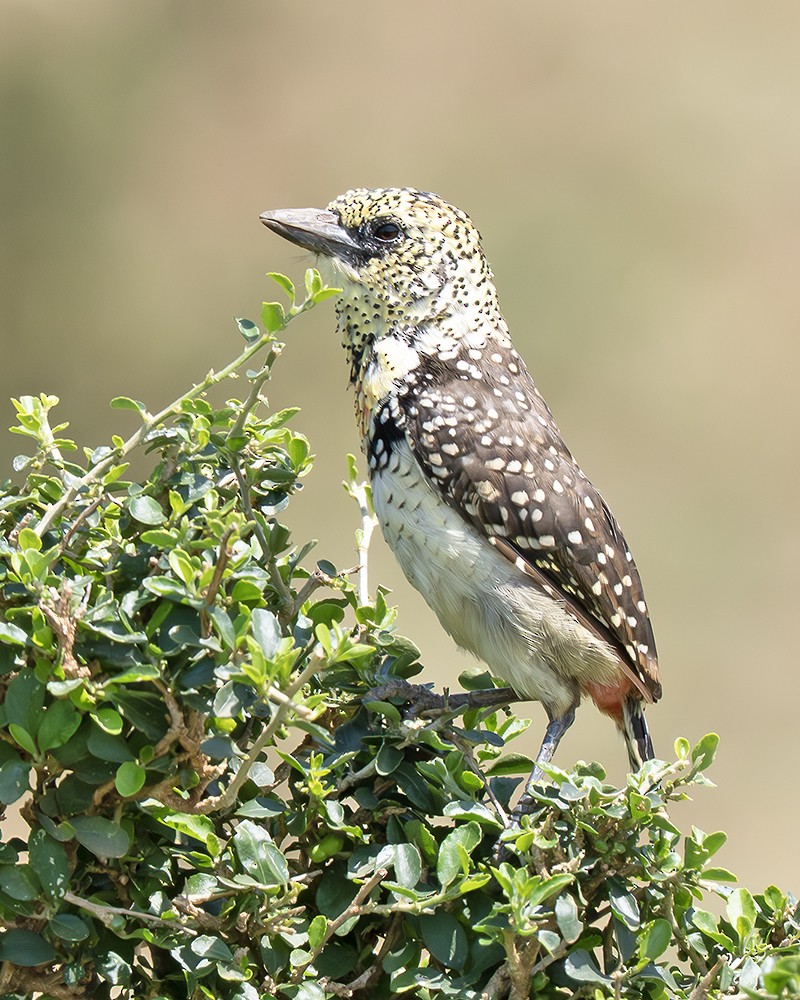 D'Arnaud's Barbet (Usambiro) - ML643234607
