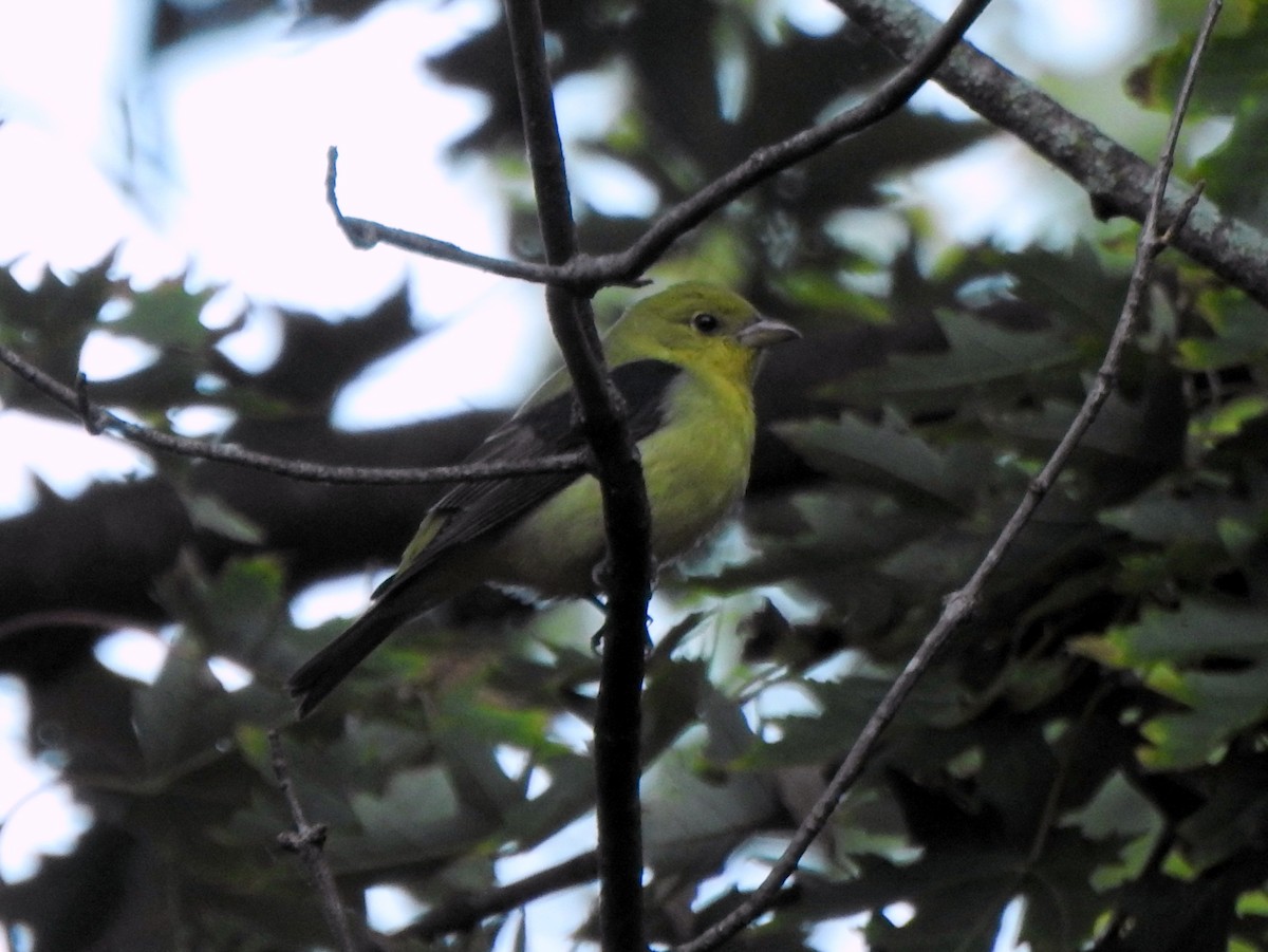 Scarlet Tanager - ML643234610
