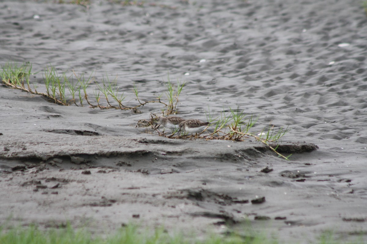 Least Sandpiper - ML643234612