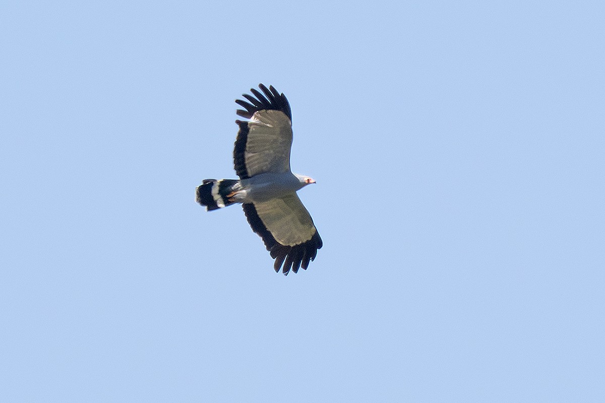 African Harrier-Hawk - ML643234631