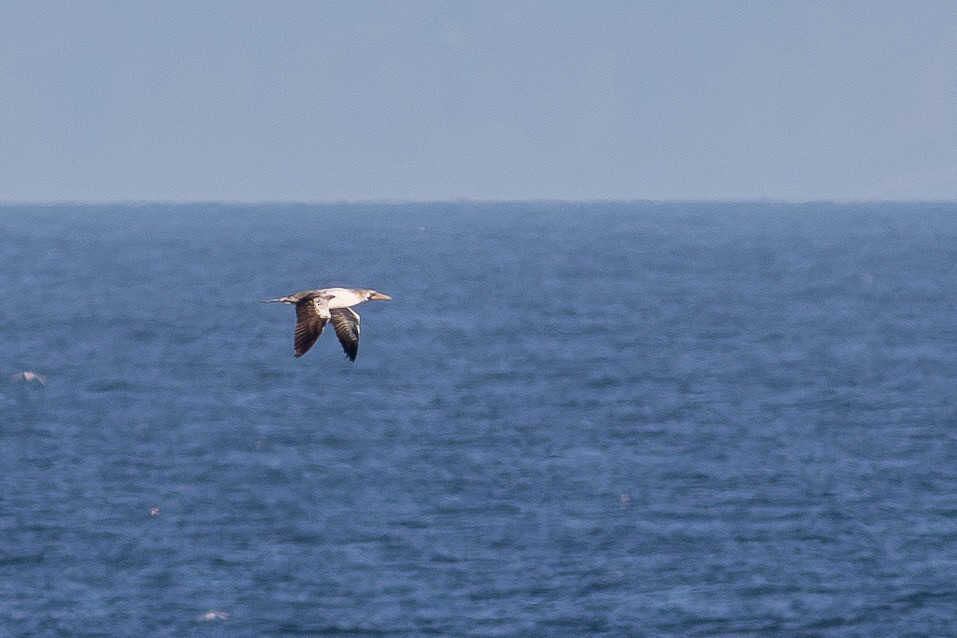 Nazca Booby - ML643234651