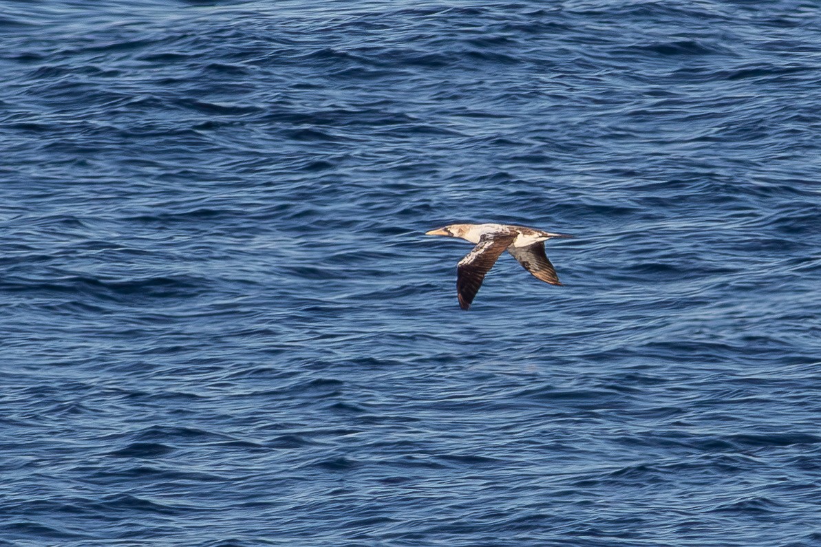 Nazca Booby - ML643234652