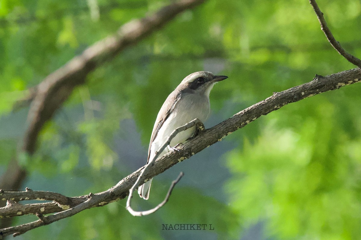 Common Woodshrike - ML643234674