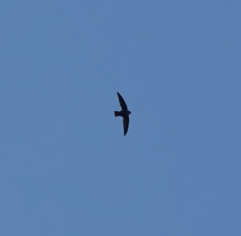 Chimney Swift - ML643234683