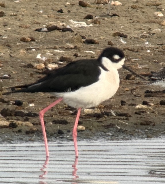 Black-necked Stilt - ML643234688