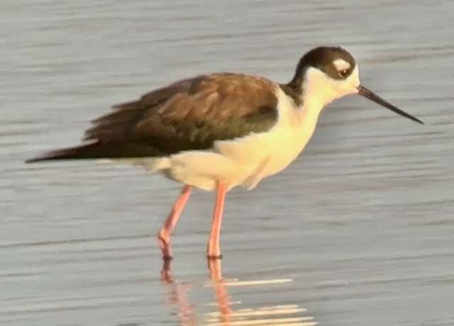 Black-necked Stilt - ML643234689