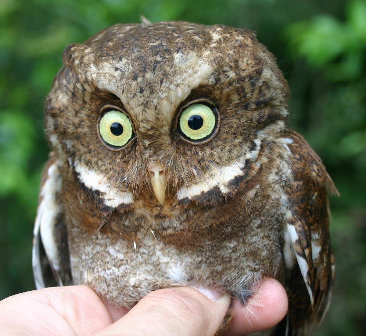 Mountain Scops-Owl - ML643234735