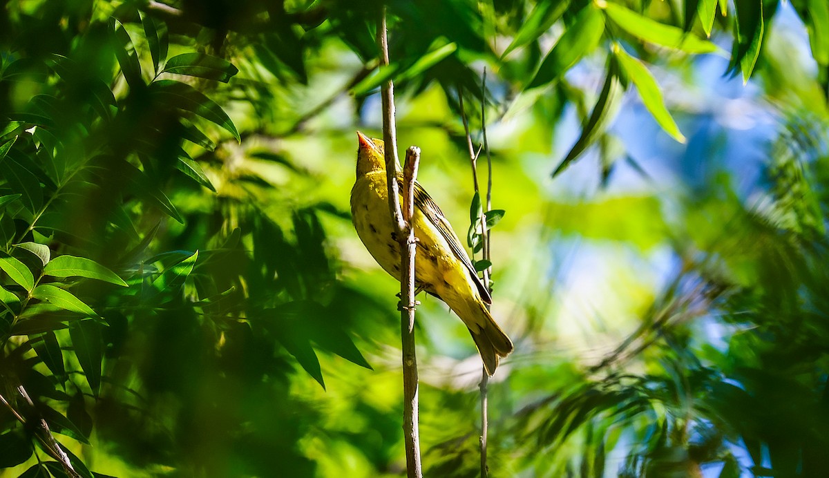 Western Tanager - ML643234740