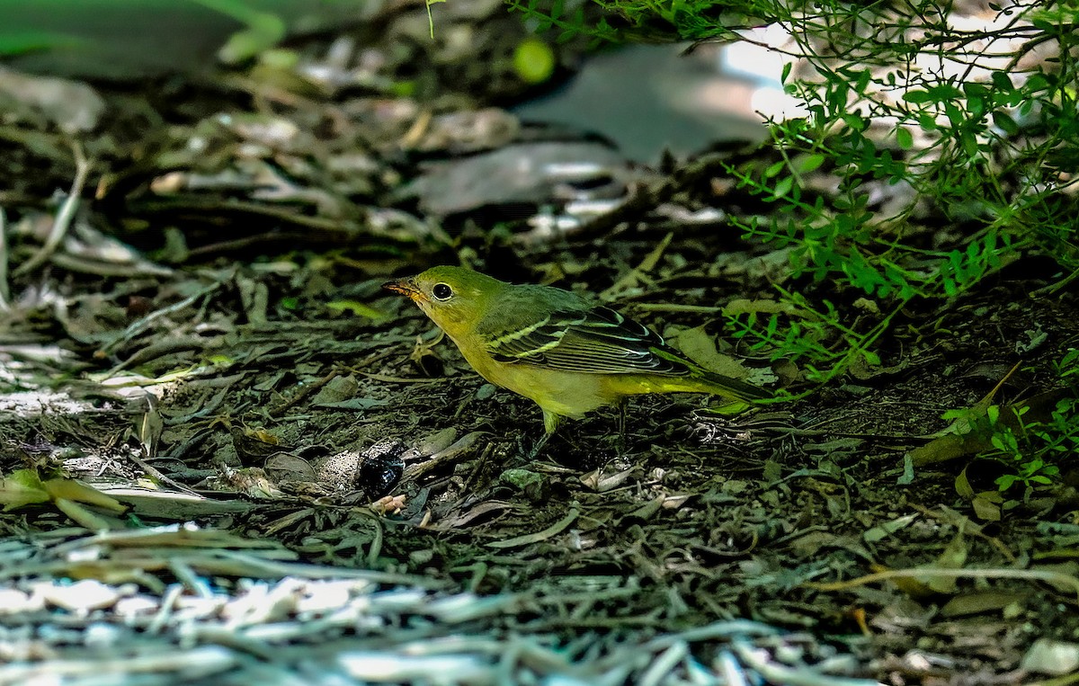 Western Tanager - ML643234741