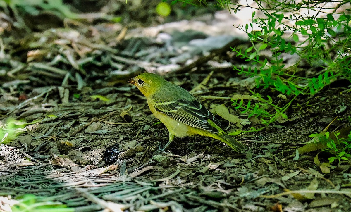 Western Tanager - ML643234742