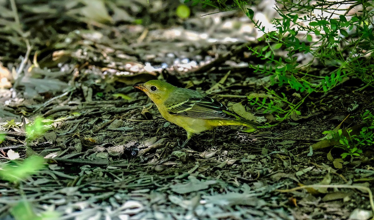 Western Tanager - ML643234743