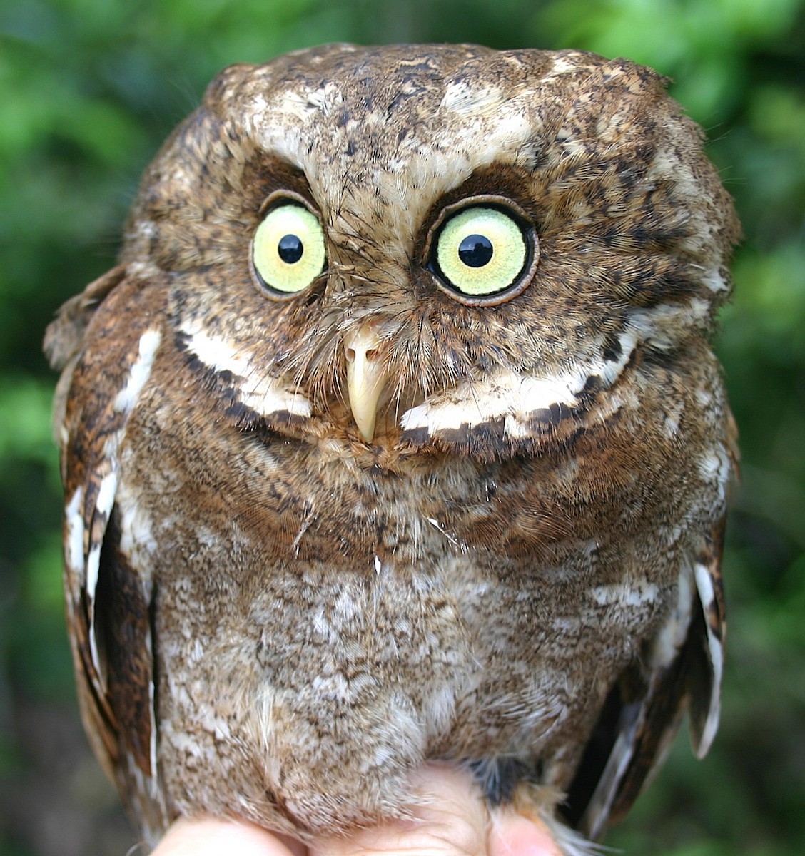Mountain Scops-Owl - ML643234749