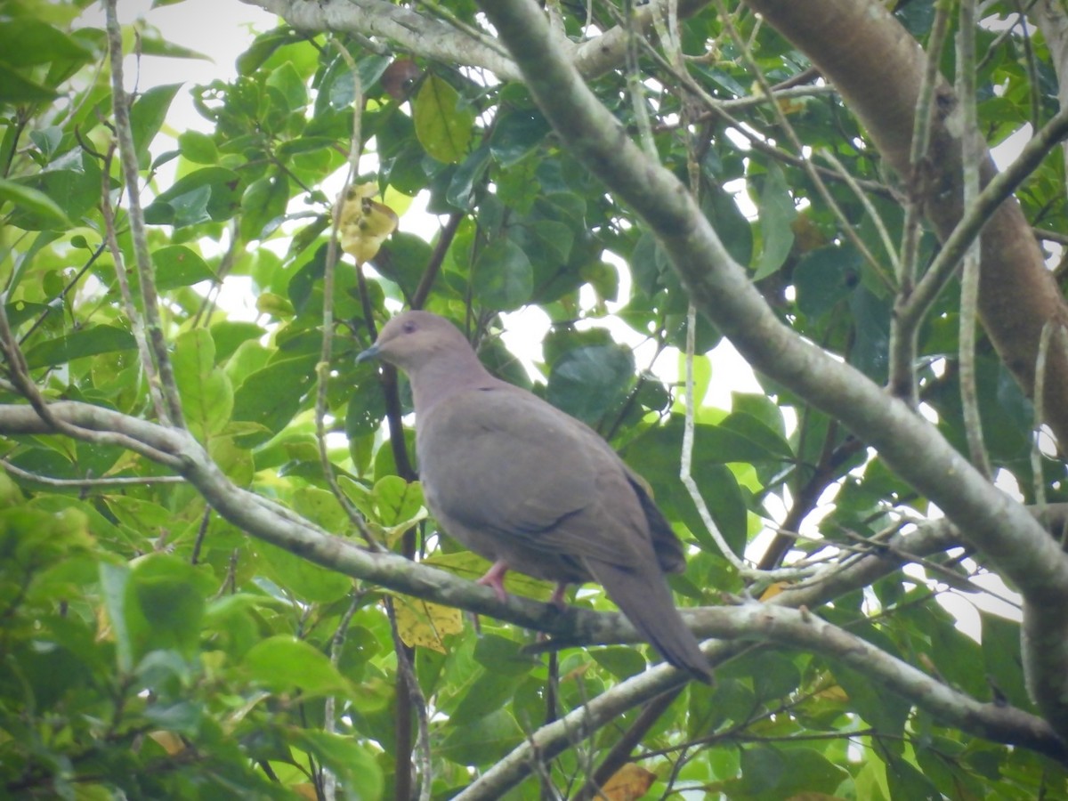 Ruddy Pigeon - ML643234756