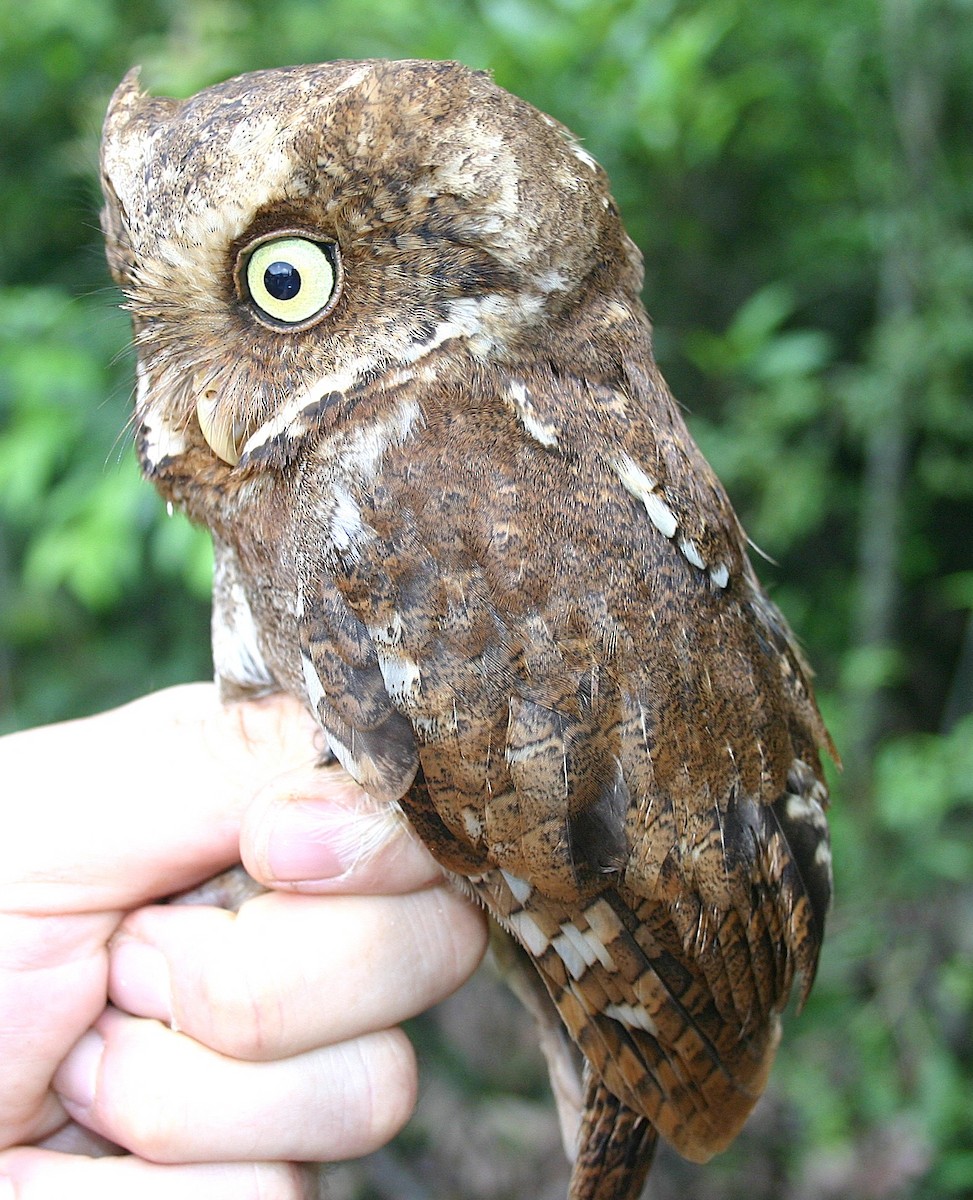 Mountain Scops-Owl - ML643234764