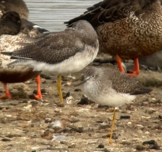 Lesser Yellowlegs - ML643234828