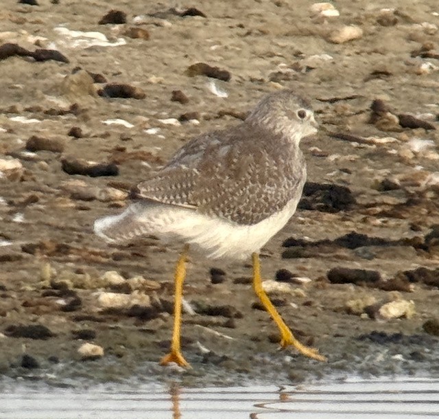 Lesser Yellowlegs - ML643234829