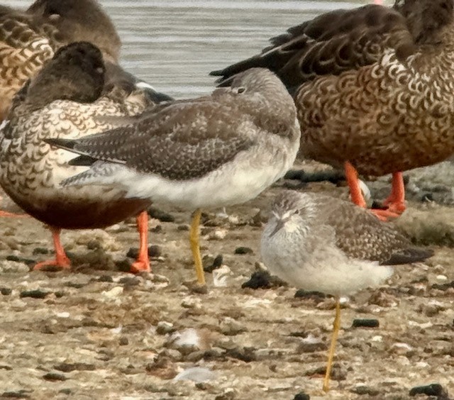 Lesser Yellowlegs - ML643234830