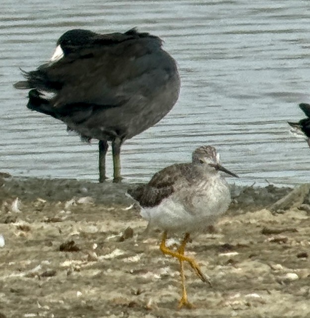 Lesser Yellowlegs - ML643234831