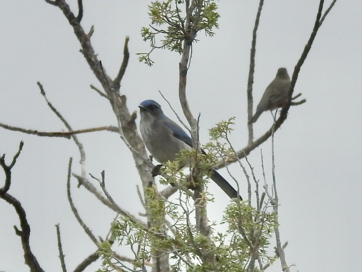 Woodhouse's Scrub-Jay - ML643234847