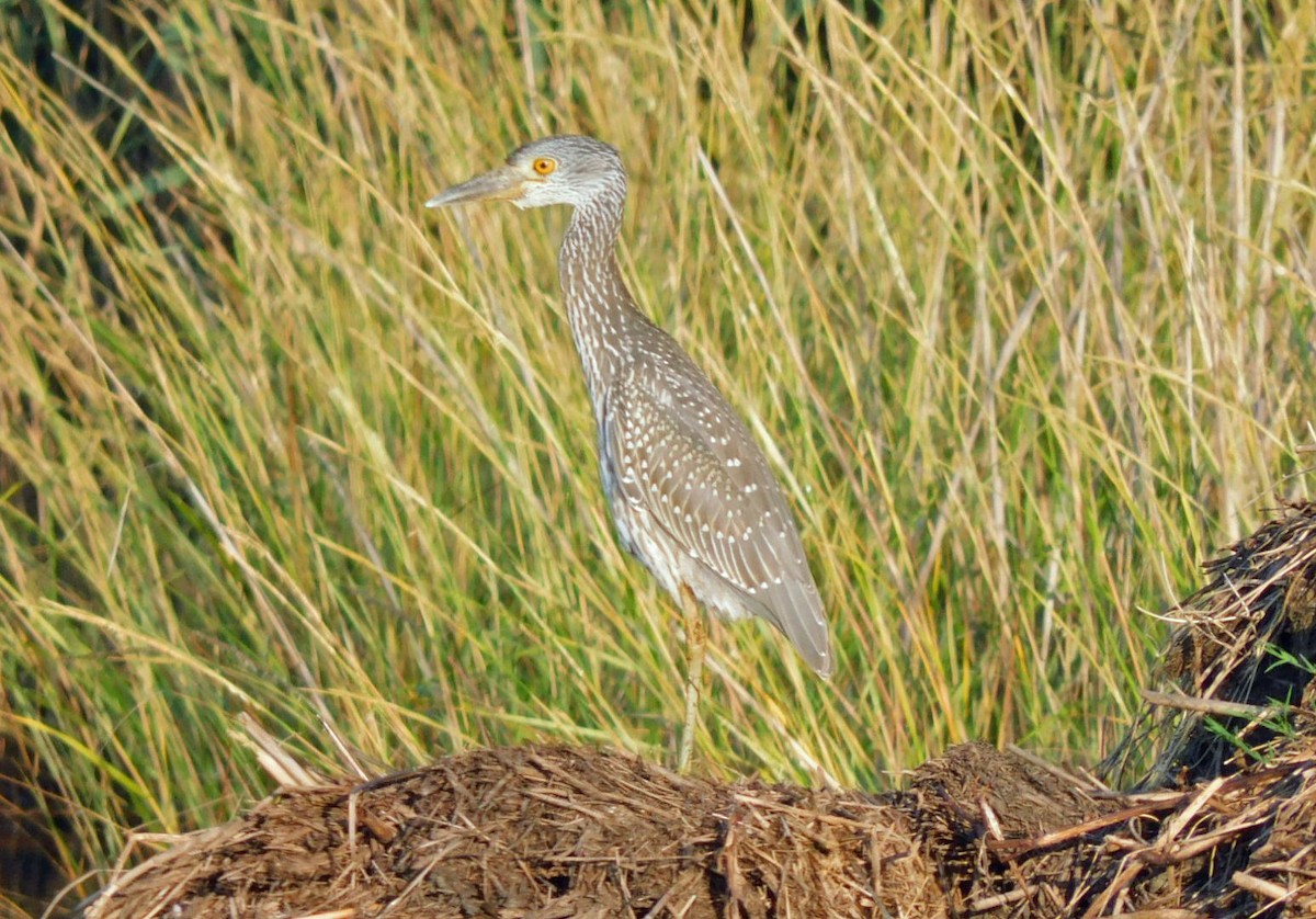 Yellow-crowned Night Heron - ML643234868