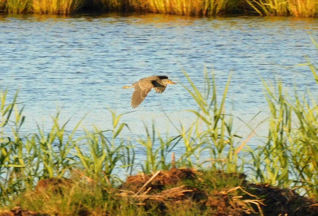 Yellow-crowned Night Heron - ML643234869