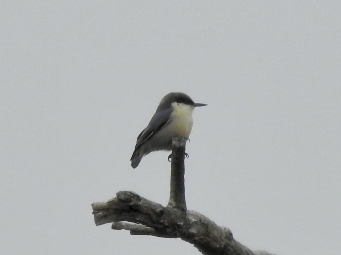 Pygmy Nuthatch - ML643234883