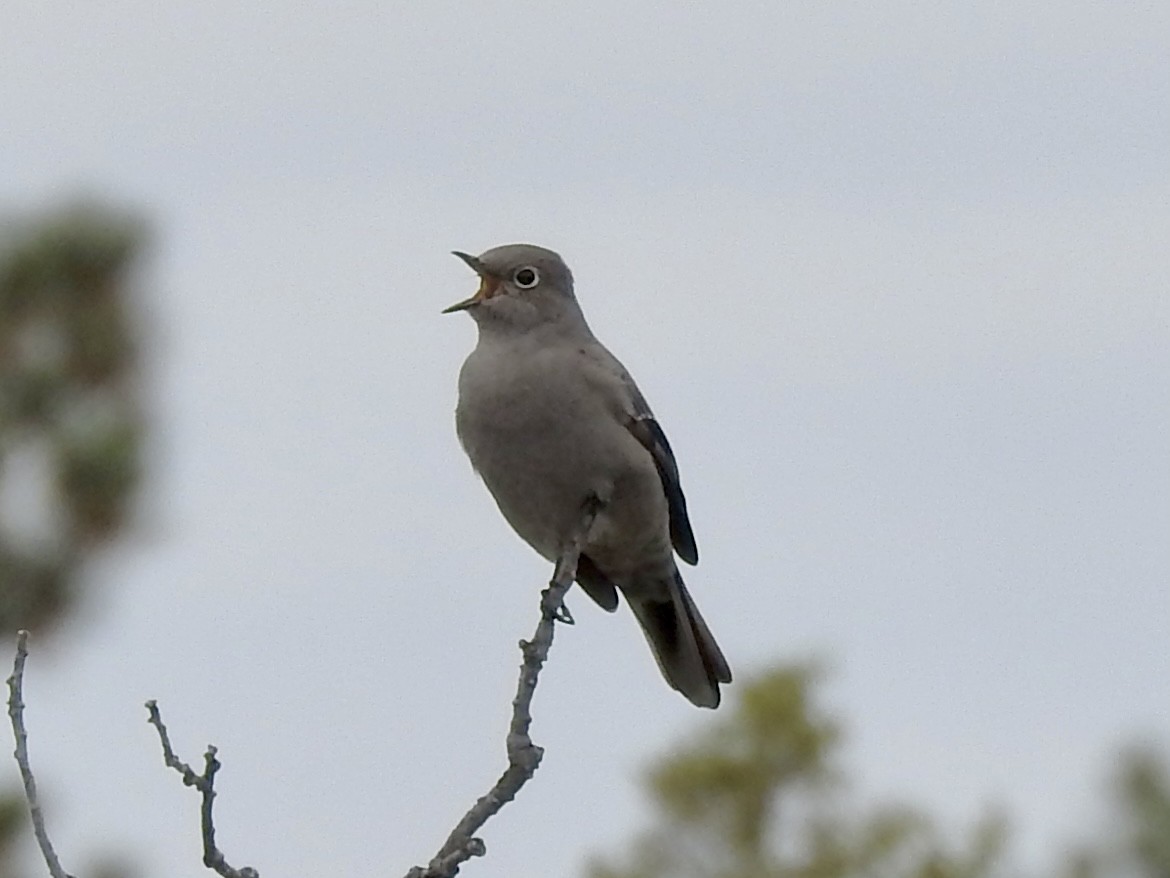 Townsend's Solitaire - ML643234894